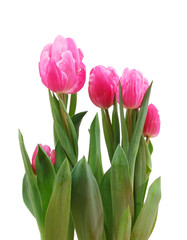 Obraz premium Bouquet of tulip on a white background.