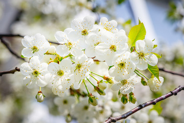 Close up of the blooming branch of the fruit tree. Spring blossoming of cherry. Japan. Spring flowers