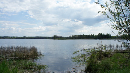 Clean lake in green spring summer forest