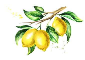 Lemon branch with fruit and leaves. Watercolor hand drawn illustration