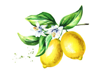 Lemon branch with fruits flowers and leaves. Watercolor hand drawn illustration