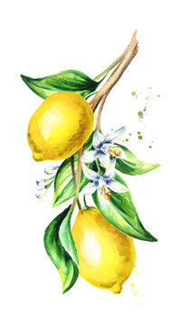 Lemon  branch with fruit and leaves. Watercolor hand drawn vertical illustration