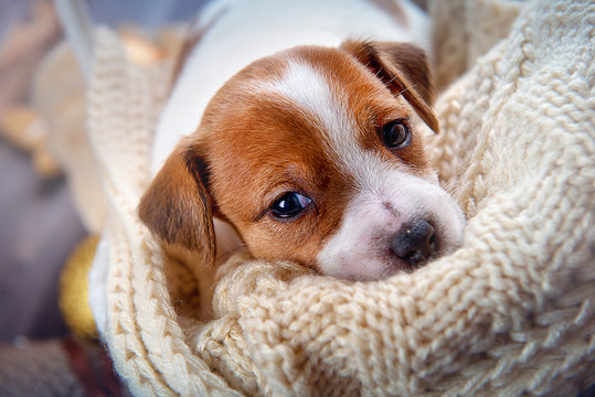 Cute puppy Jack Russell Terrier lying in a knitted blanket and looking forward close-up
