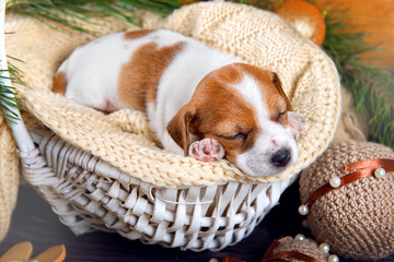 Cute puppy Jack Russell Terrier sleeps in a white basket in the new interiors on wooden background