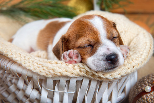 Cute puppy Jack Russell Terrier sleeps in a white basket close-up