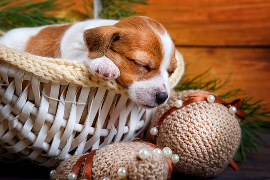 Cute puppy Jack Russell Terrier sleeps in a white basket in the new interiors on wooden background