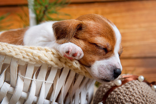 Cute puppy Jack Russell Terrier sleeps in a white basket in the new interiors on wooden background close-up
