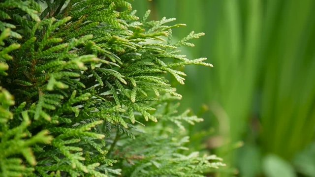 White cedar Thuja occidentalis branches. HD video footage shooting static camera.