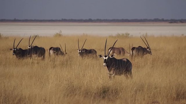 Namibia - Oryx im Etoscha Nationalpark