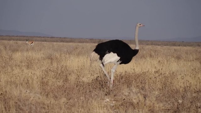 Namibia - Afrikanischer Strau&szlig; im Etoscha Nationalpark