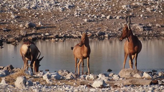 Namibia - Schwarzgesicht Impala im Etoscha Nationalpark