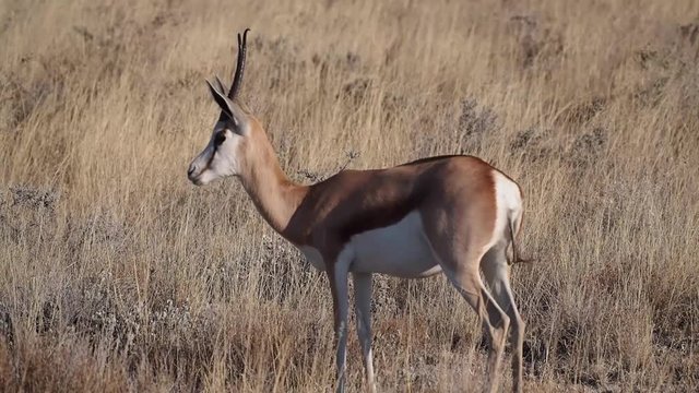 Namibia - Springbock im Etoscha Nationalpark - Antilope