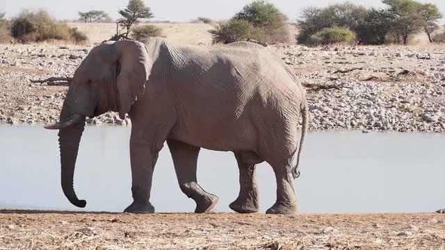 Namibia - Afrikanischer Elefant im Etoscha Nationalpark