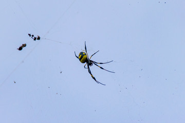 Golden Orb silk weaver spider in web, Boa Vista, Cape Verde