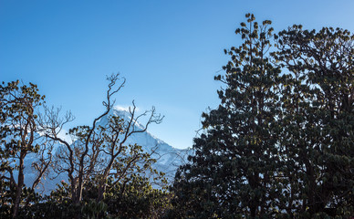 Árbol, nevado