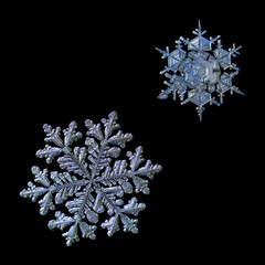 Two snowflakes isolated on black background. Macro photo of real snow crystals with fine hexagonal symmetry, glossy relief surface, complex elegant shapes and long, ornate arms with side branches.
