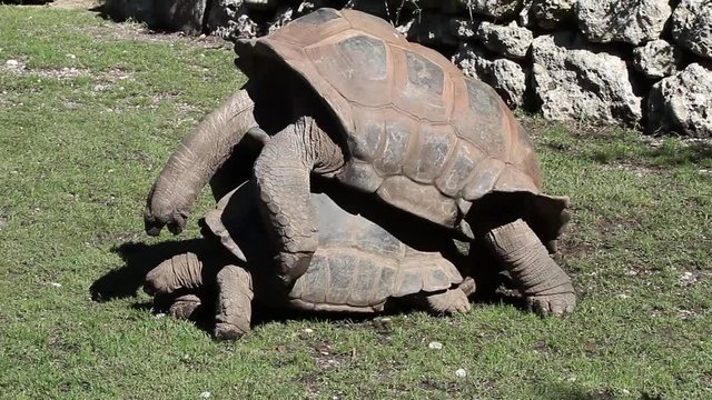 Begattung einer Seychellen-Riesenschildkr&ouml;te