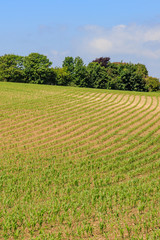 Crops Growing in Sussex