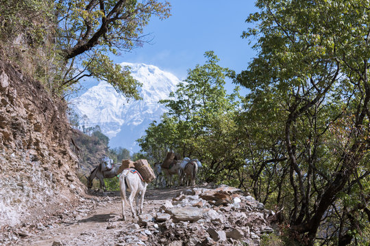 Nevado, &aacute;rbol y mulas 