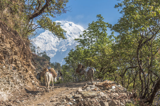 Nevado, &aacute;rbol y mulas 