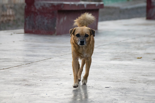 Stray urban dog
