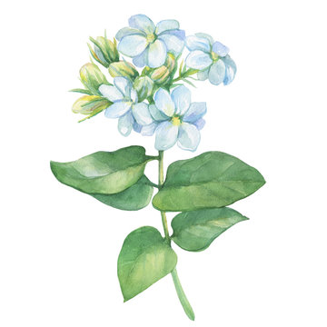 Branch of Jasmine plant (Jasminum sambac, Arabian jasmine) with flowers and leaves. Watercolor hand drawn painting illustration isolated on white background.
Design for card, wedding invitation. 