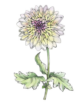 watercolor chrysanthemum flower on white background clip art preview