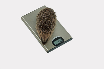 Jungigel auf der Waage