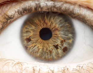 Macro photo of human eye, iris, pupil, eye lashes, eye lids.