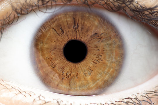 Macro photo of human eye, iris, pupil, eye lashes, eye lids.