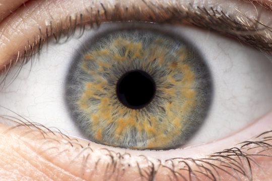 Macro photo of human eye, iris, pupil, eye lashes, eye lids.