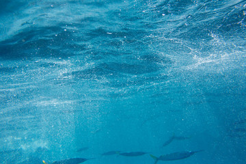 The Underwater life of the Caribbean Sea.