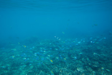 Fototapeta na wymiar The Underwater life of the Caribbean Sea.