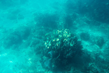 Fototapeta na wymiar The Underwater life of the Caribbean Sea.