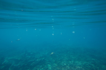 Fototapeta na wymiar The Underwater life of the Caribbean Sea.