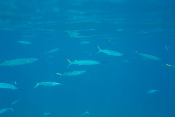 The Underwater life of the Caribbean Sea. © Johan Sky