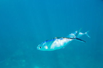 The Underwater life of the Caribbean Sea. © Johan Sky