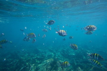 The Underwater life of the Caribbean Sea. © Johan Sky