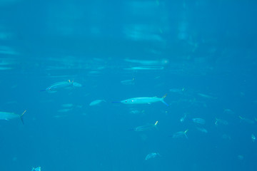 The Underwater life of the Caribbean Sea. © Johan Sky
