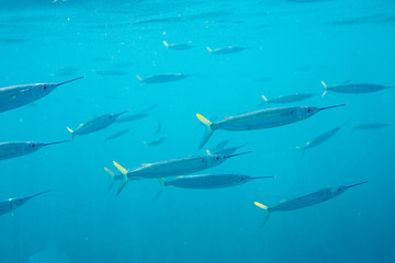 The Underwater life of the Caribbean Sea. © Johan Sky