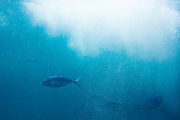 The Underwater life of the Caribbean Sea. © Johan Sky