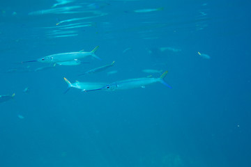 The Underwater life of the Caribbean Sea. © Johan Sky