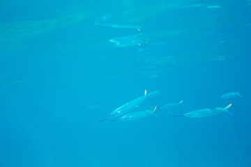 The Underwater life of the Caribbean Sea.