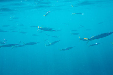 The Underwater life of the Caribbean Sea. © Johan Sky