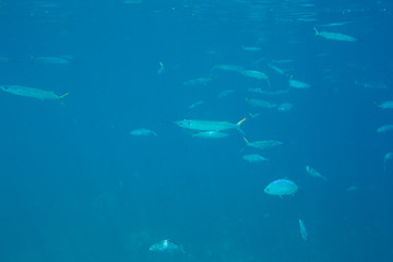 The Underwater life of the Caribbean Sea. © Johan Sky