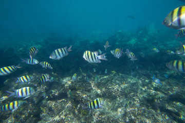 Underwater life of the Caribbean Sea © Johan Sky