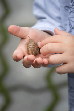 Little boy holding large snail in his hand