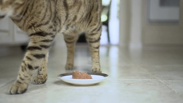 4K Bengal cat walks up to his food bowl and then starts scratching the floor around it.