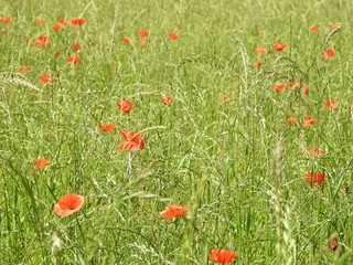 Buttons of gold, and poppies enliven the fields of summer by their color and delicacy.