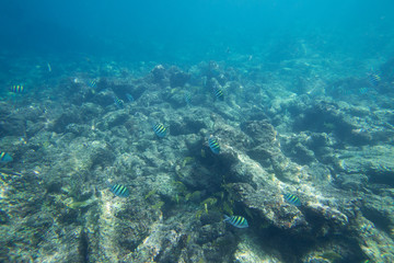 Naklejka na ściany i meble Underwater life of the Caribbean Sea
